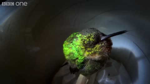 Snoring hummingbird - Super Cute Animals - BBC