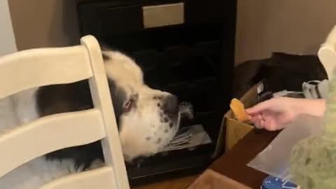 Jax the 230 Pound Saint Bernard Delicately Takes Chip