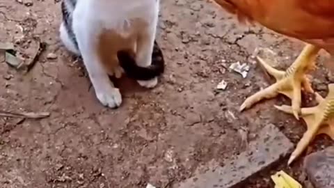 Cat vs chicken 🐔🤣🤣