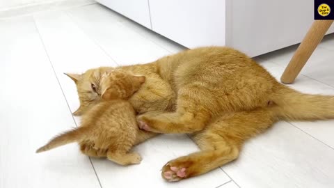 Kittens fighting - mother cat punishes her kittens