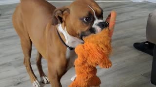 Boxer Dog Dances with Toy