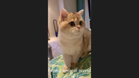 Best funny cat video 2024