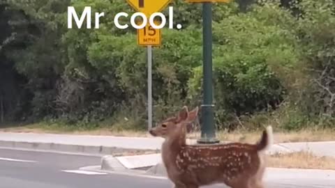 deer and it kid crossing the road