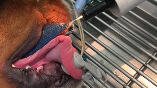 Veterinarian Pulls Leash Out of Dog's Throat