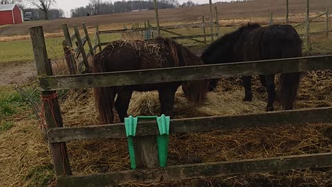 MINIATURE HORSES MERRY CHRISTMAS