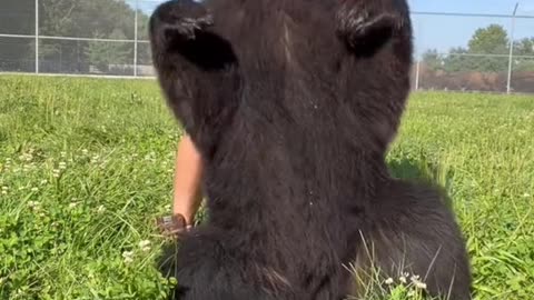 Are bears ticklish?!?