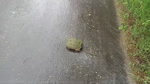 Spotted A Snapping Turtle