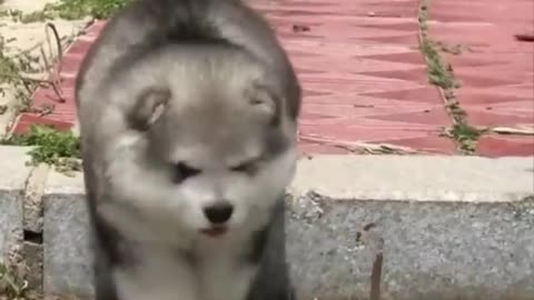 Cute baby animals Videos Compilation cutest moment of the animals - Cutest Puppies #2