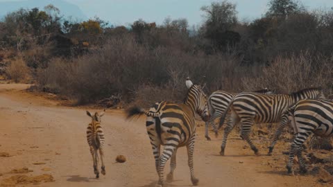 zebras walking