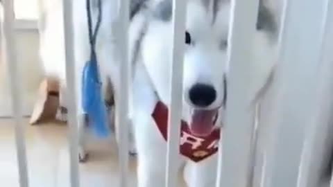 Cute Funny intelligent Dog 🐶 Video