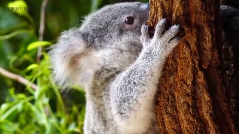 Cute Koalas Playing 🐨 Funny Koala Bears [Funny Pets]