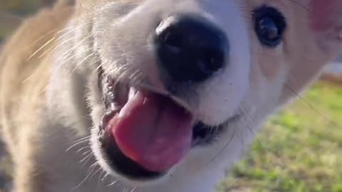 Cute dog viral video