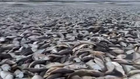 WATCH: Thousands Of Dead Fish Wash Up On Texas Gulf Coast