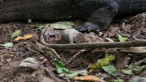 🌿This is one of the largest lizards in the world 🌍