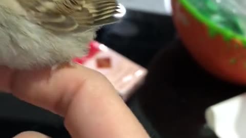 Best Sparrow Bird