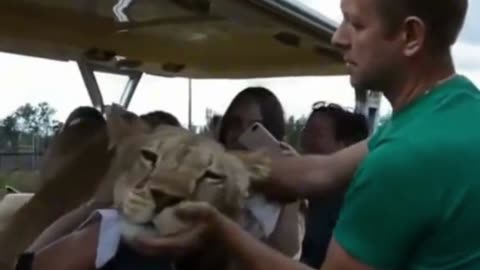 LIONESS GETS SOME CUDDLES FROM TOURIST