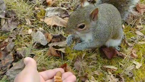 Mika The Cute Squirrel 🐿️🥰.