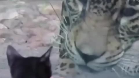 video of funny kitten walking in the zoo