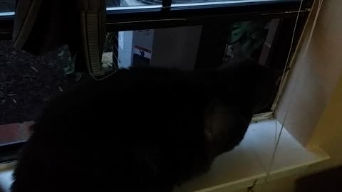 Indoor Kitty Reacts To Outdoor Kitty