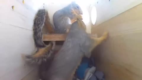 Squirrel 🐿️ siblings play fighting