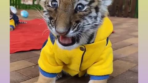 Most Funny and Cute Baby Tiger and Lion Videos funnyplox