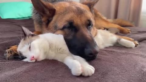 The German Shepherd uses a Cat as a pillow!