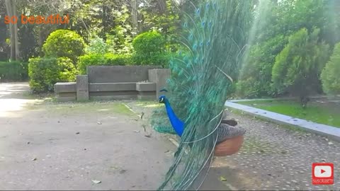 3 most peacocks dancing