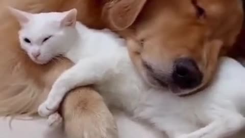 So cute and funny cats and dogs training videos 🙂🙂😍🙂