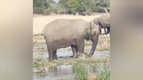 crocodile attacks elephant fiercely