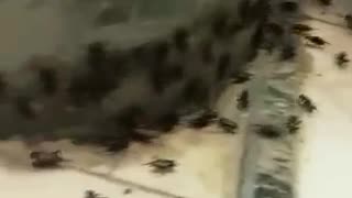 The Muslim world is in shock. At the very end of Ramadan following the rain in Mecca, thousands of insects (mostly cockroaches) are all over the holy sites