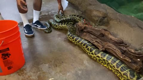 Terrifying Snakes at Zoo