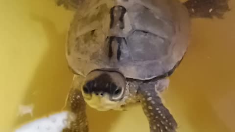 Cute turtle video🐢❤️