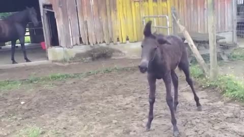 Mula bailarina muy emocionada se resbala y se cae