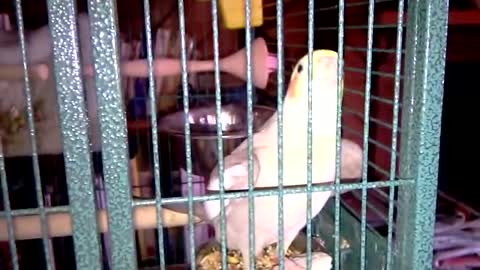 Cockatiel Having Sex Then Whistling " Whistle While You Work"