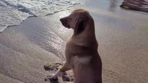 Cute tired street dog sitting at the beach of Alanya