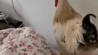 waking up to rooster crowing in bed