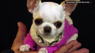 Meet Pearl, the world's shortest living dog