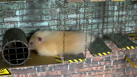 The Best Hamster Challenges
