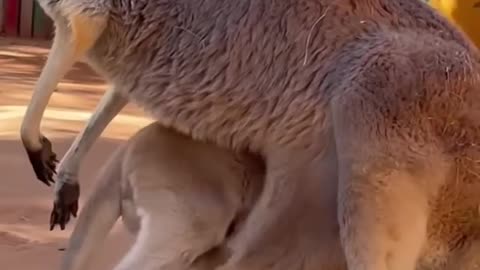 Australia Kangaroo 🦘 mother and baby Kangaroo #funny video #animals shorts #viral video