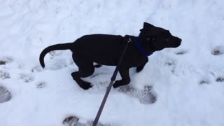 Puppy See's Snow For The First Time