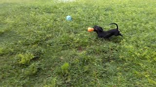 Lilly playing fetch