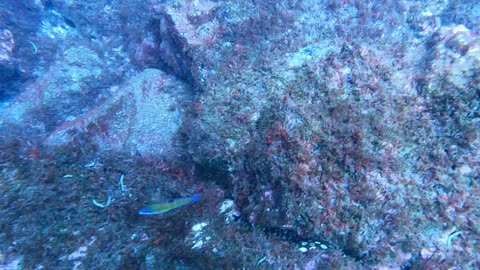 Azores Dive