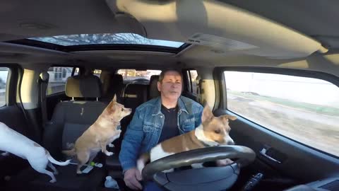 Dog Takes a Turn at Driving