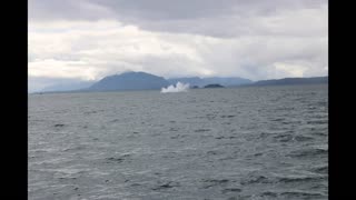 Whale Watching in Juneau Alaska