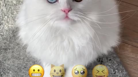 Emoji cat challenge | YLoXN93812