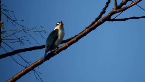 The sacred kingfisher. Beautiful bird from Sumatra