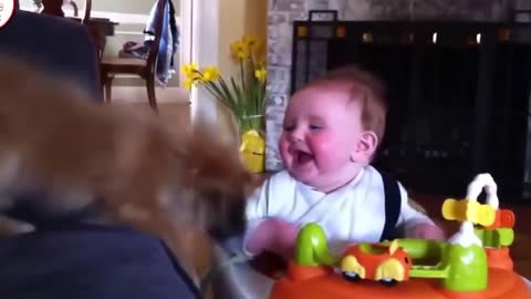 Cute dogs playing with babies