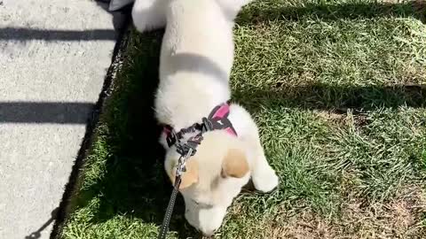 Stubborn Shiba Prefers To Be Pulled