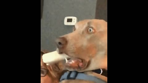 Very scared dog gif video