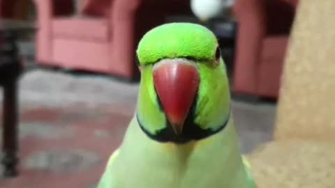 Parrot invents new meow sound